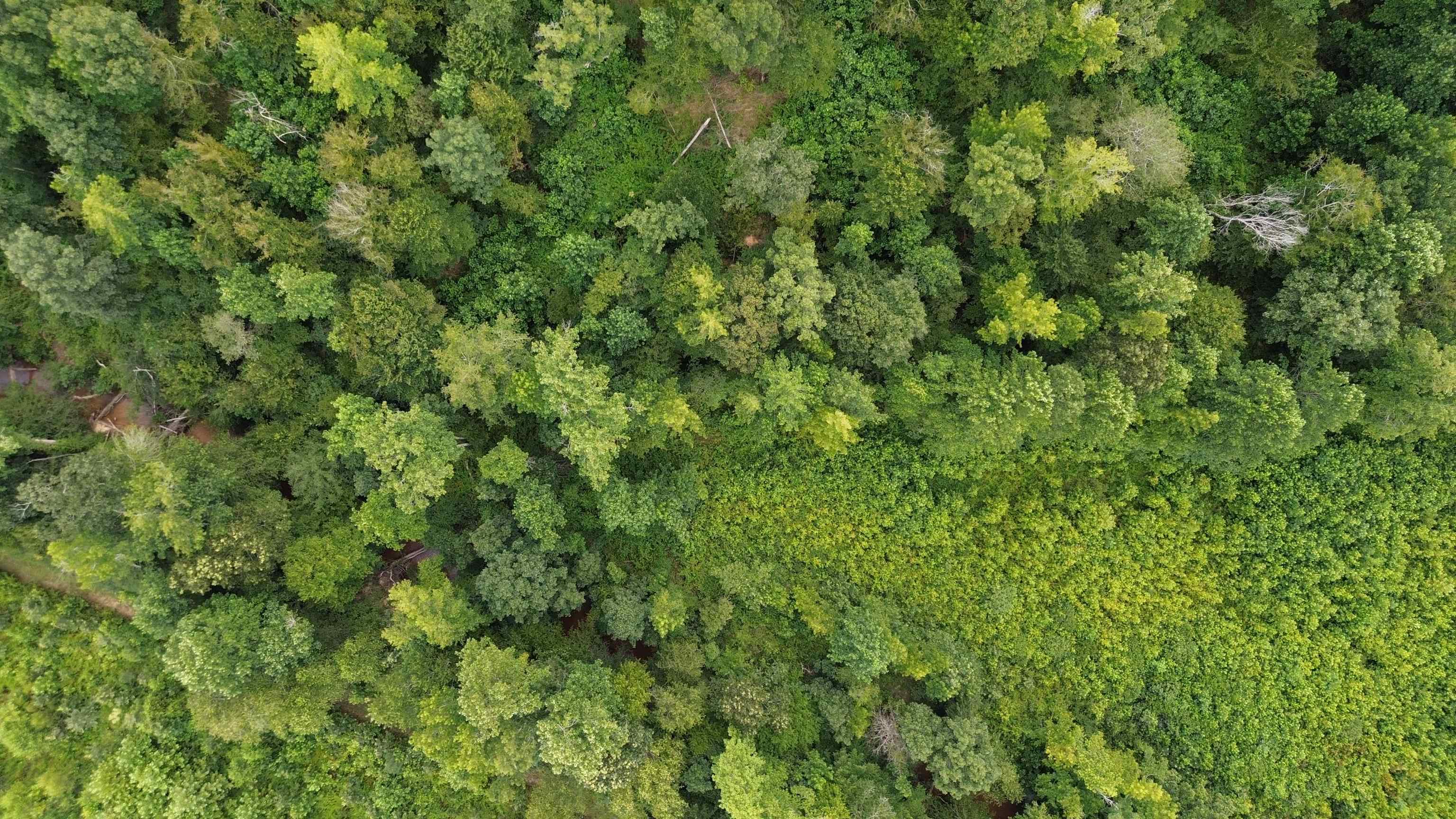 0 Pusser Road Enville, TN 38332 - Photo 4 of 10 a view of a lush green forest with large trees