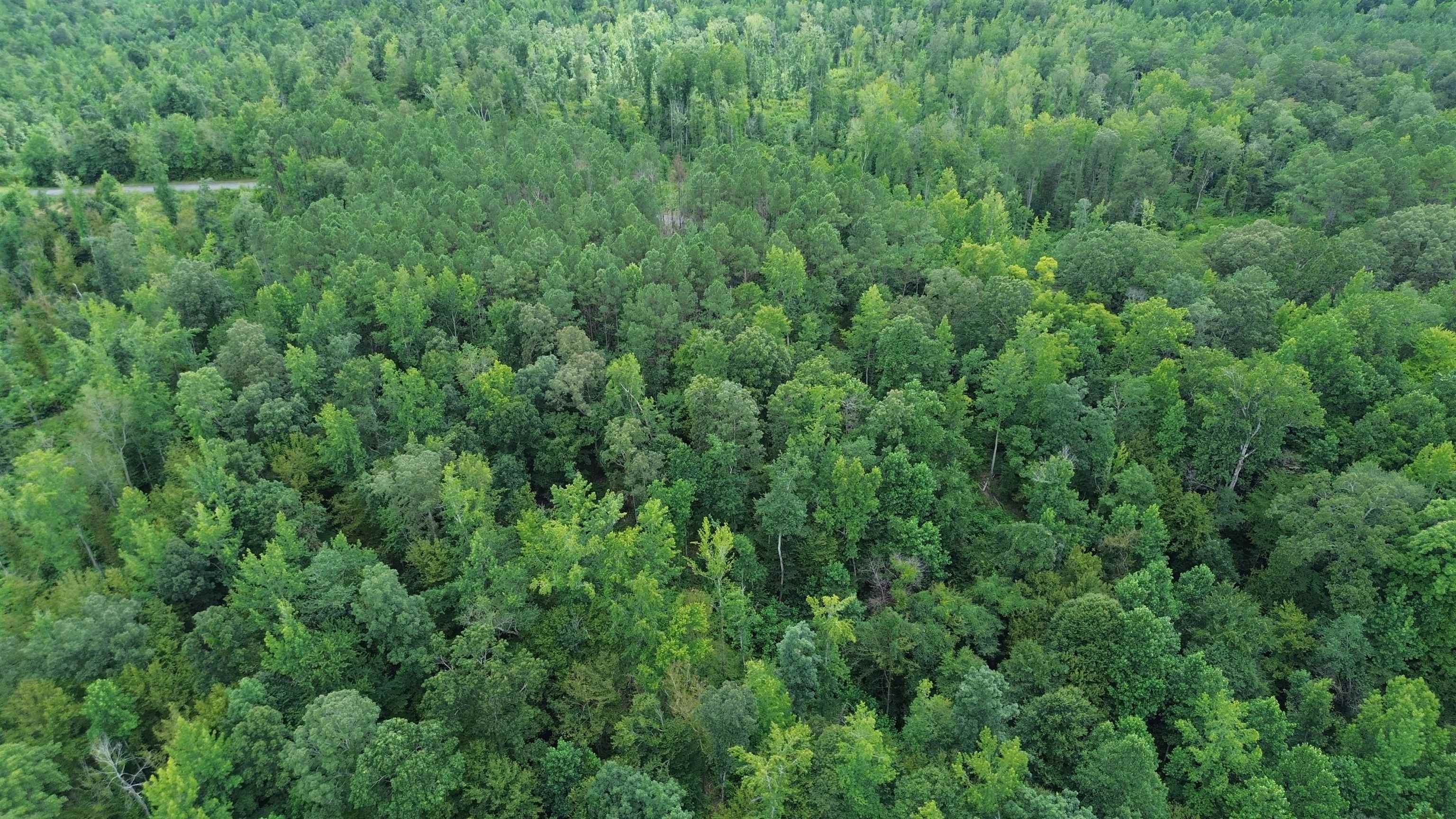 0 Pusser Road Enville, TN 38332 - Photo 5 of 10 a view of a lush green forest
