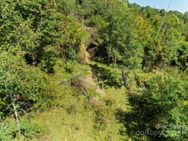a view of a lush green forest