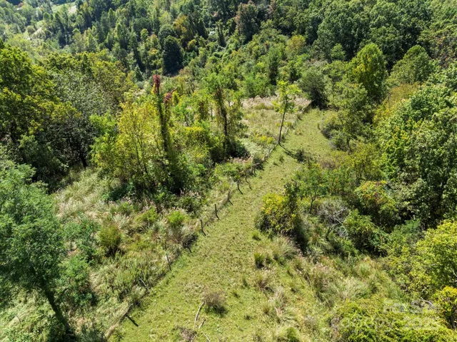a view of a forest with a tree