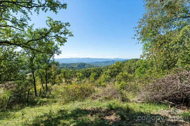 a view of a field with a tree