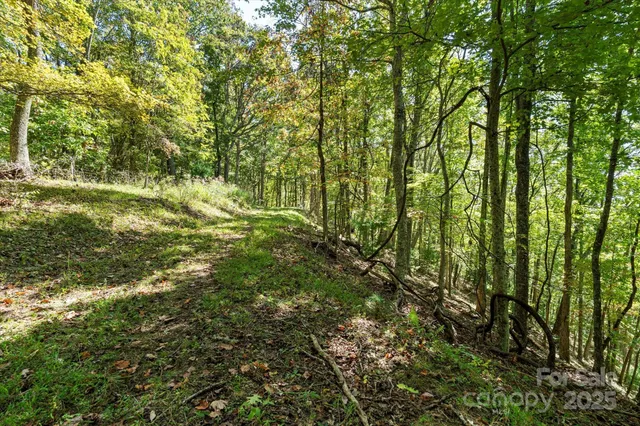 a view of a yard with plants and large trees