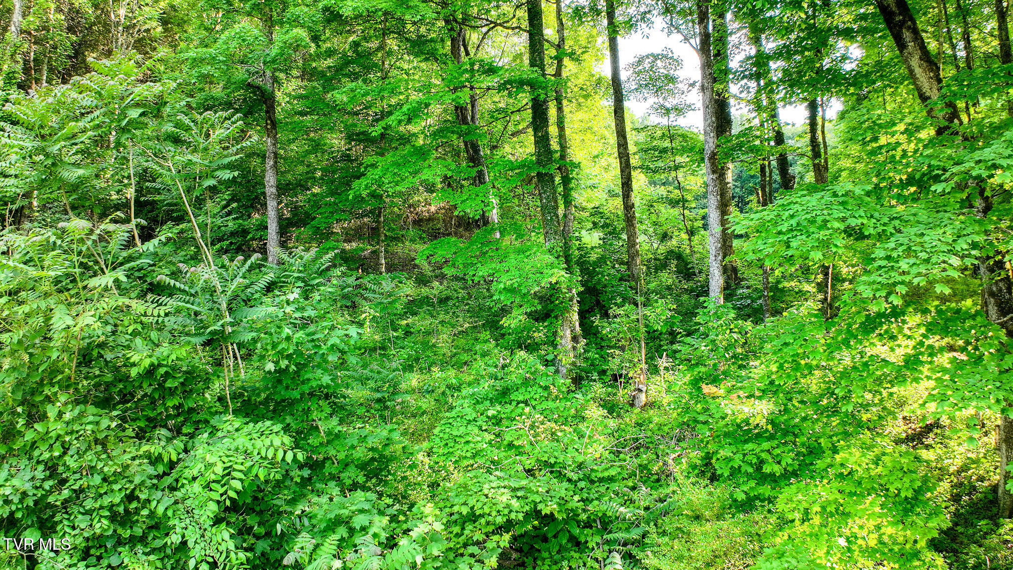 1320 Sugar Bowl Road Chuckey, TN 37641 - Photo 44 of 44 Land