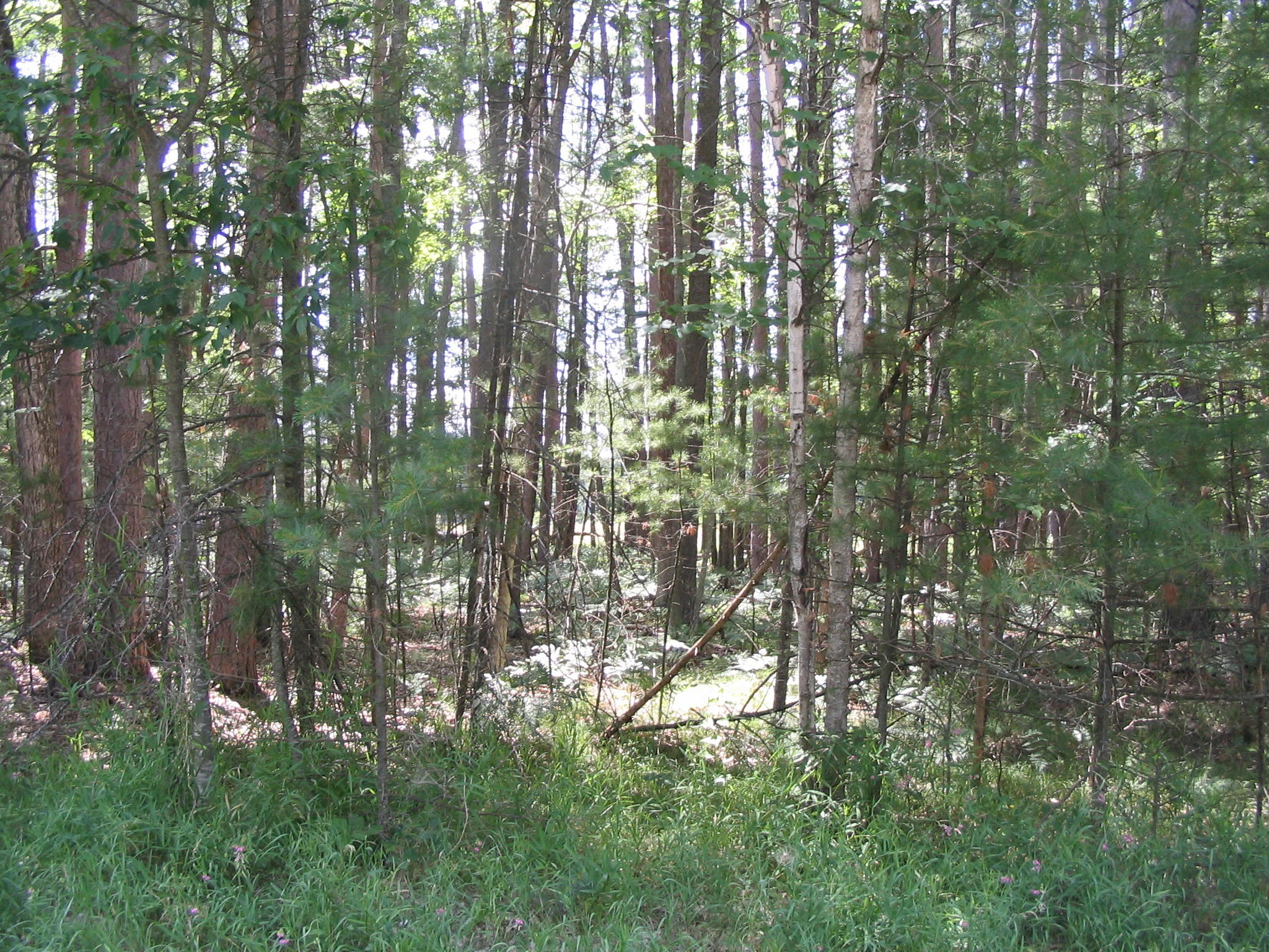 Lot 29 Ole Dam Road Grayling, MI 49738 - Photo 2 of 9 Gallery Image 2