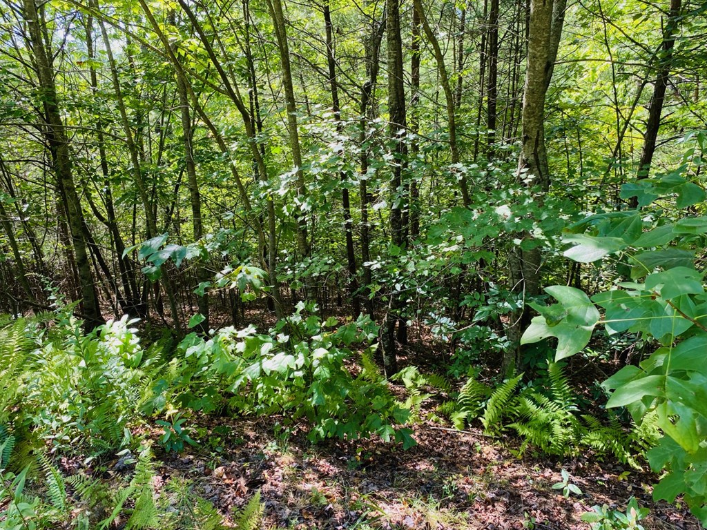 Lot 12 Hidden Lane Murphy, NC 28906 - Photo 9 of 10 a view of a lush green forest