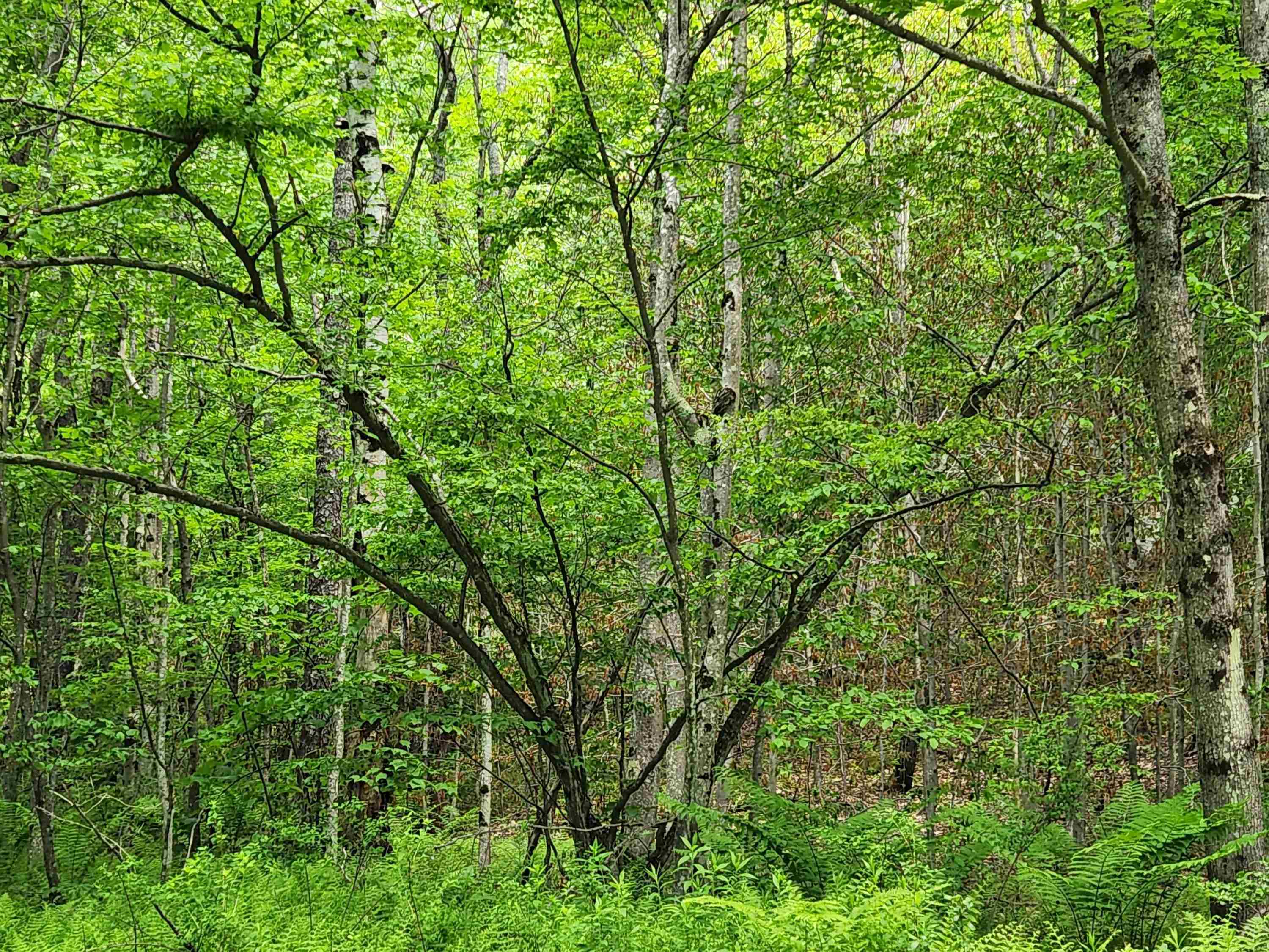 1 C Risky Ranch Road Stamford, VT 05352 - Photo 1 of 8