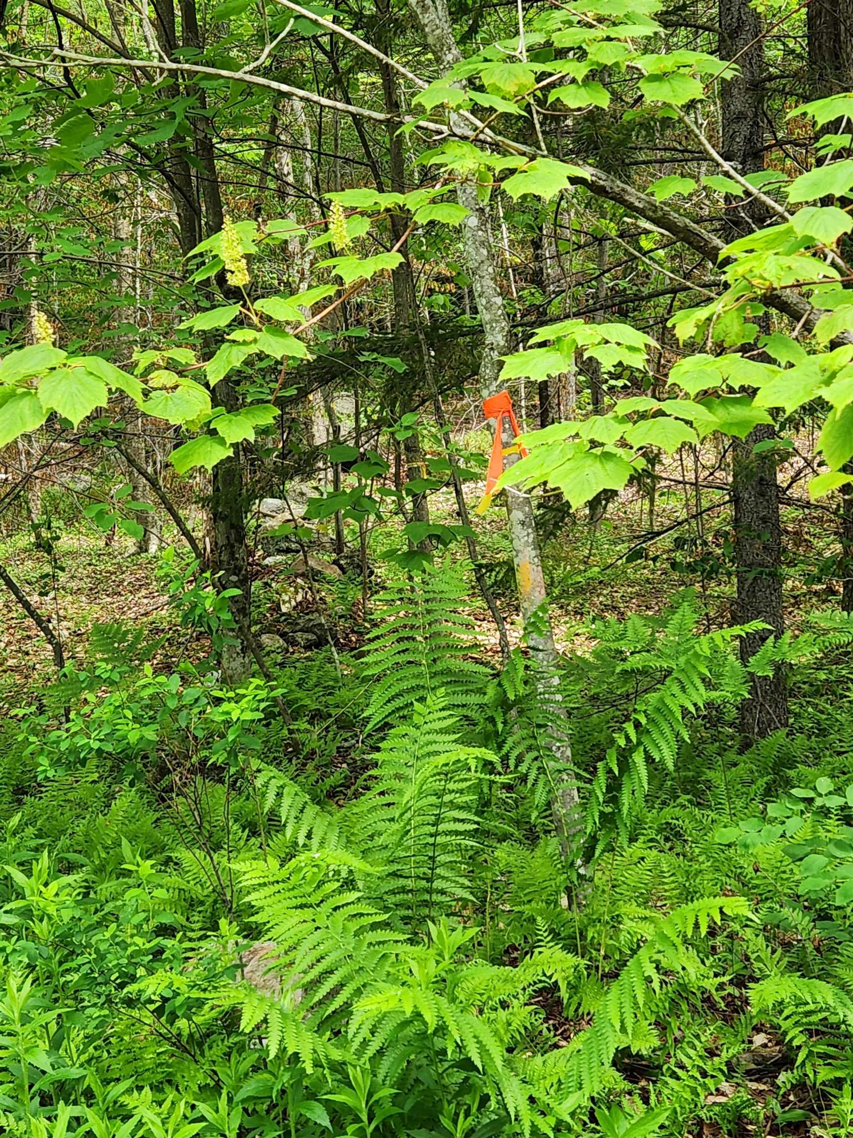 1 C Risky Ranch Road Stamford, VT 05352 - Photo 7 of 8