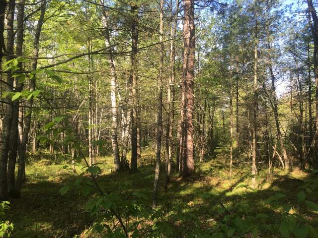 On Zeman Road, Unit LOT 6 Eagle River, WI 54521 - Photo 1 of 5 Gallery Image 1