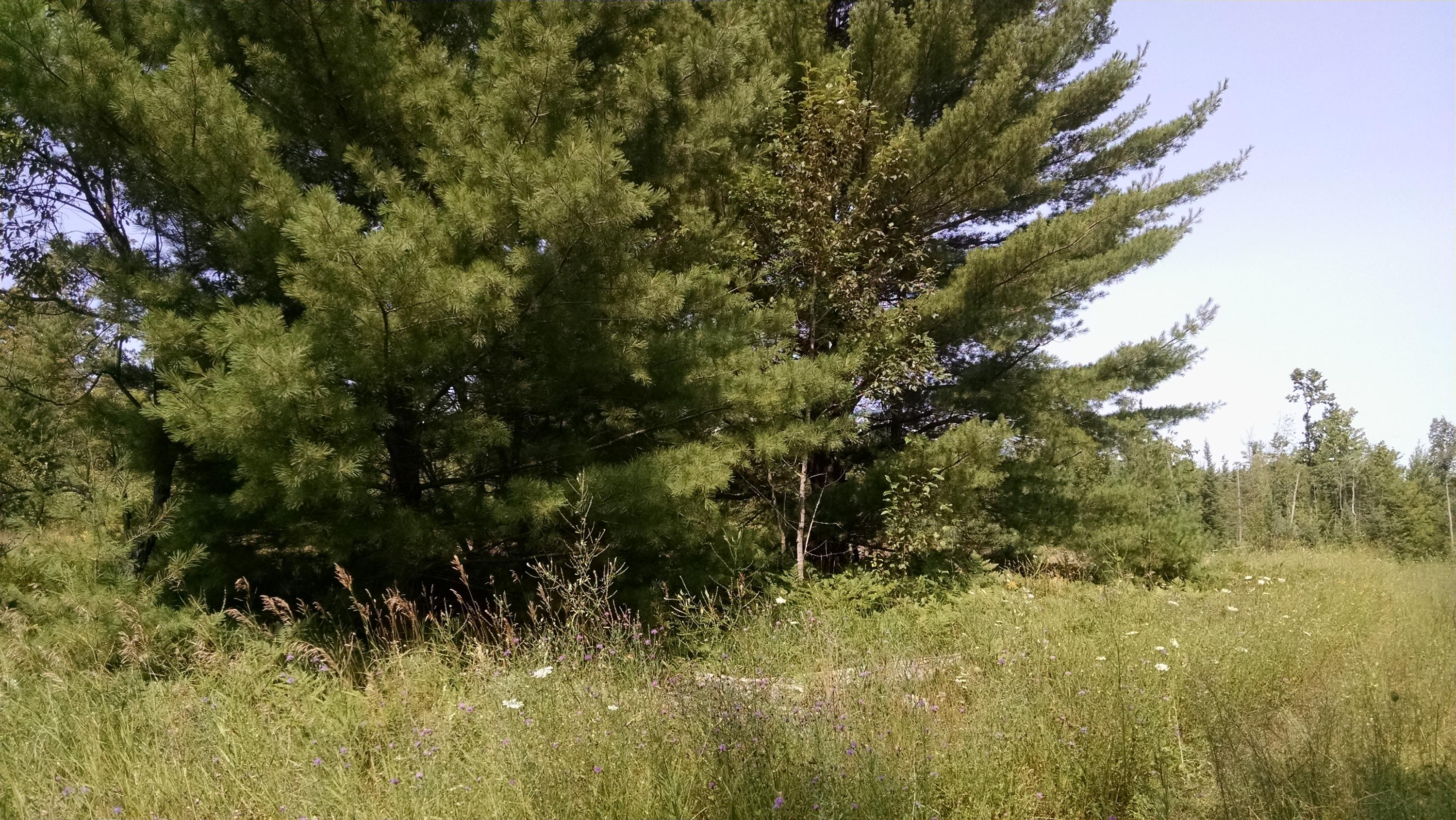 Pleasant Valley Road Atlanta, MI 49709 - Photo 9 of 17 Gallery Image 9