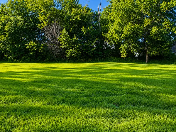 a view of a grassy field with trees