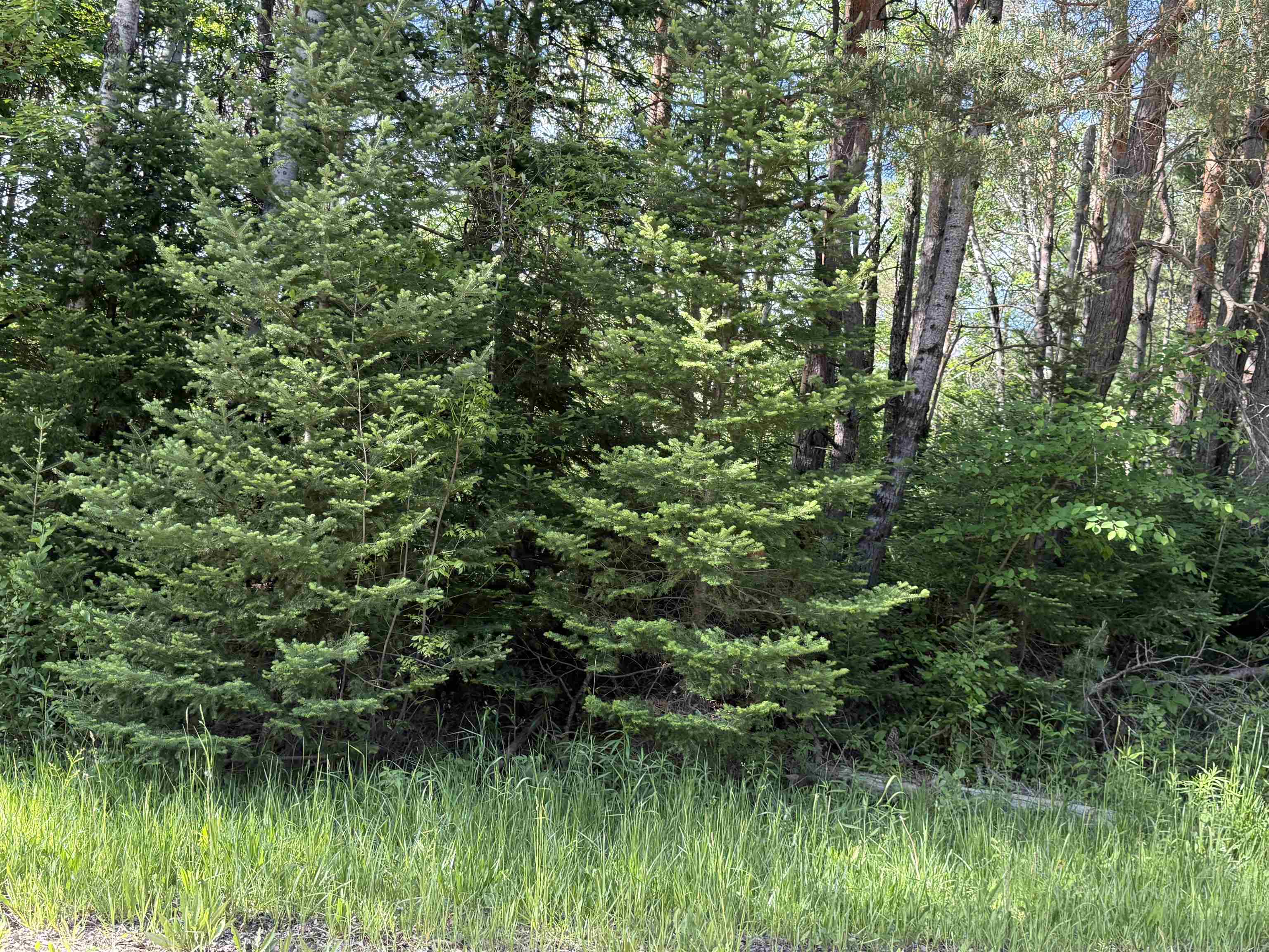 17110 21 Mile Road Tustin, MI 49688 - Photo 11 of 18