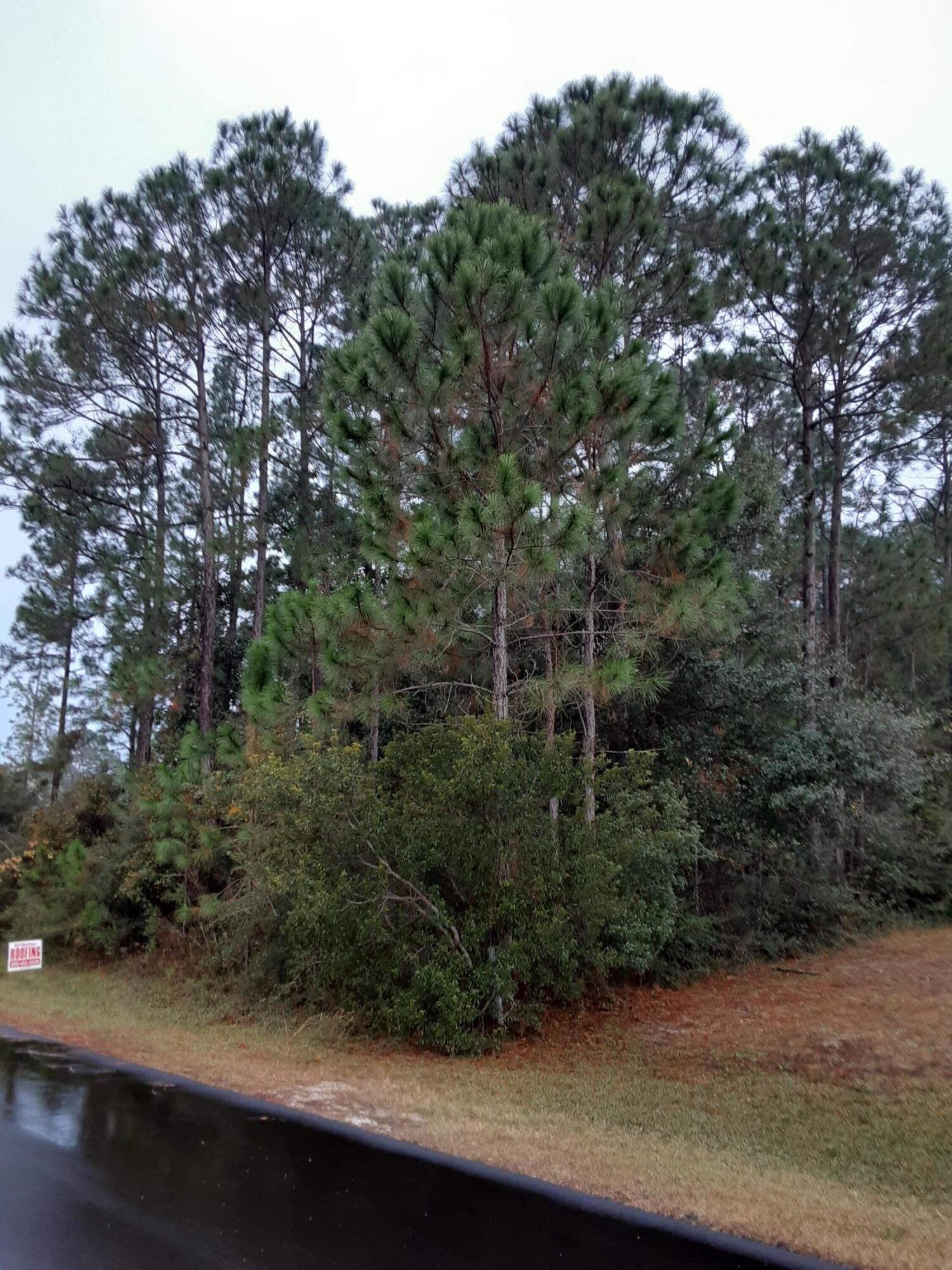 2363 Knotty Pine Drive Navarre, FL 32566 - Photo 11 of 33 a view of a forest with a tree