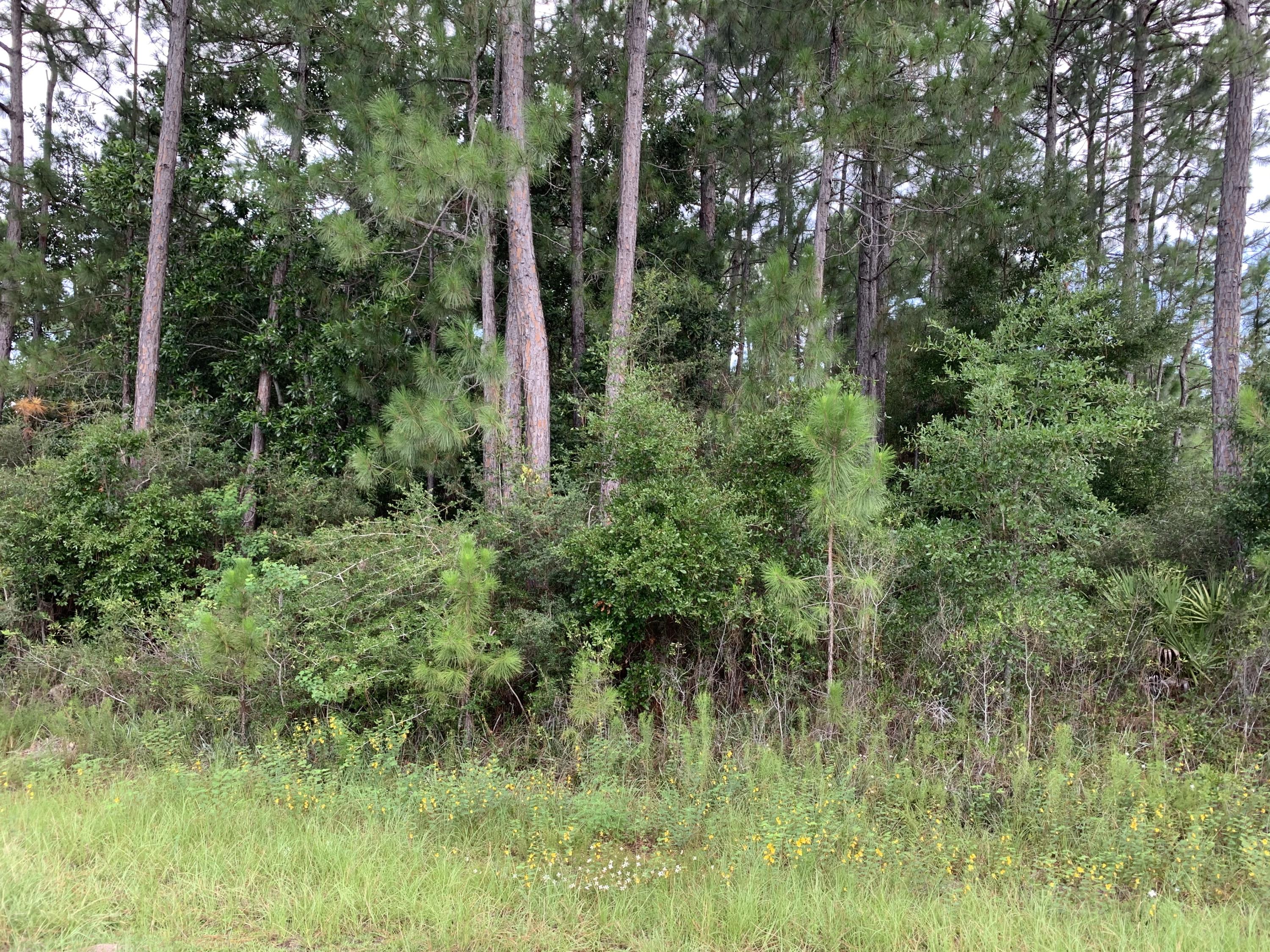 2363 Knotty Pine Drive Navarre, FL 32566 - Photo 2 of 33 a view of a lush green forest