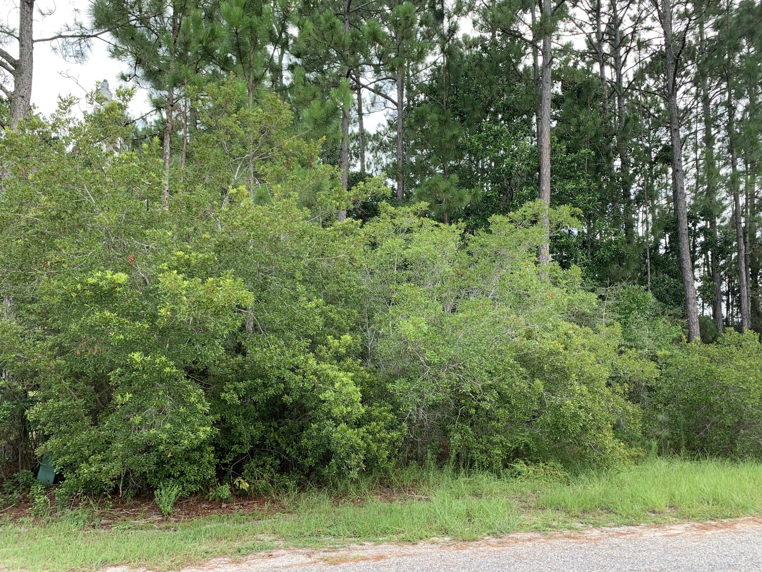 2363 Knotty Pine Drive Navarre, FL 32566 - Photo 6 of 33 a view of a lush green forest