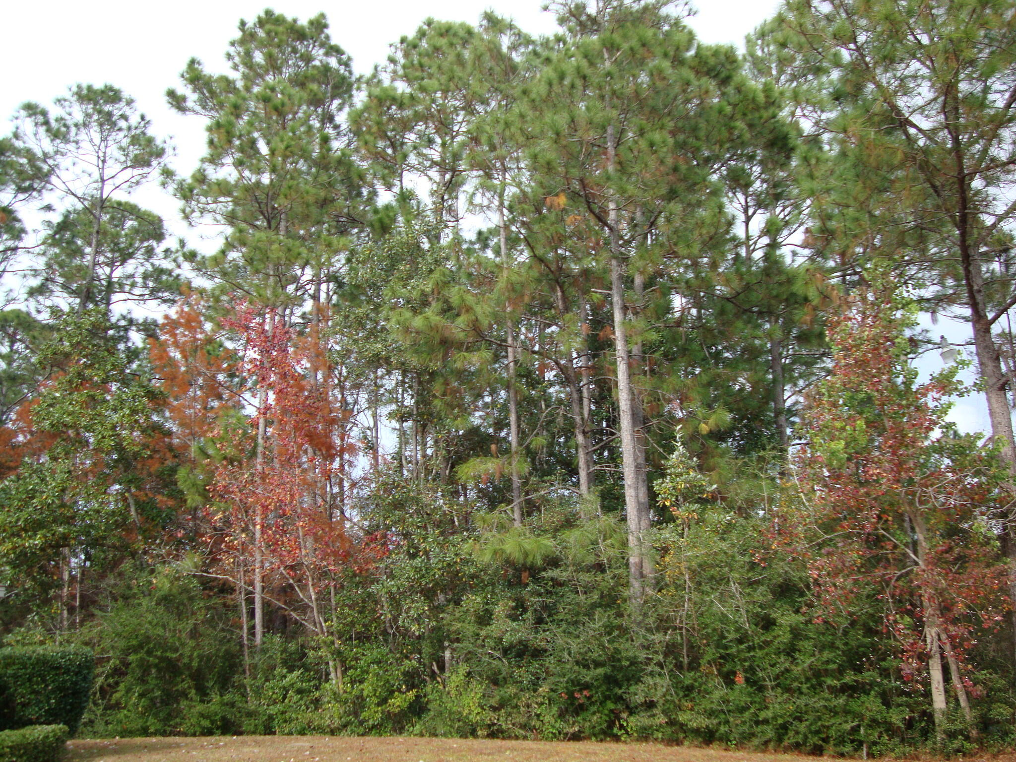 2363 Knotty Pine Drive Navarre, FL 32566 - Photo 9 of 33 a view of forest