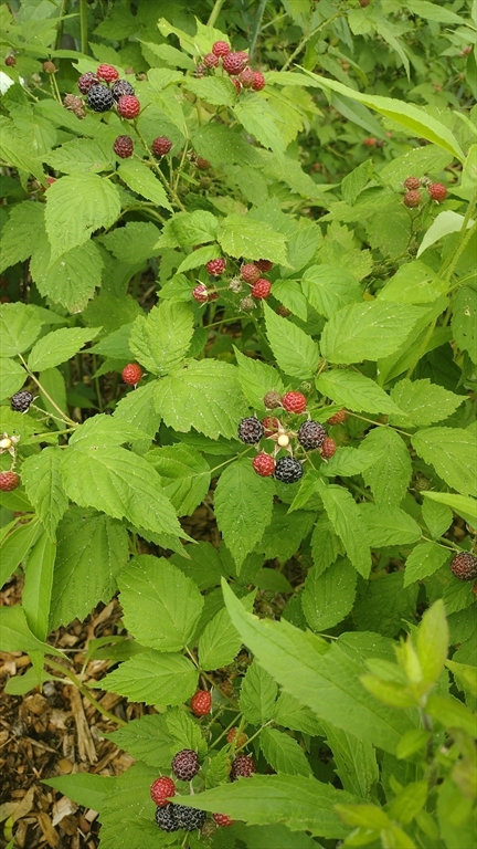 169 Main Street Acton, MA 01720 - Photo 35 of 39 a view of flowers