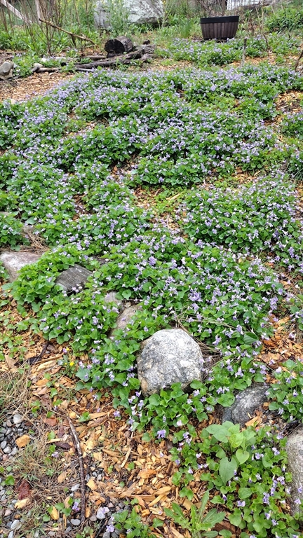 169 Main Street Acton, MA 01720 - Photo 36 of 39 a backyard of a house with lots of green space