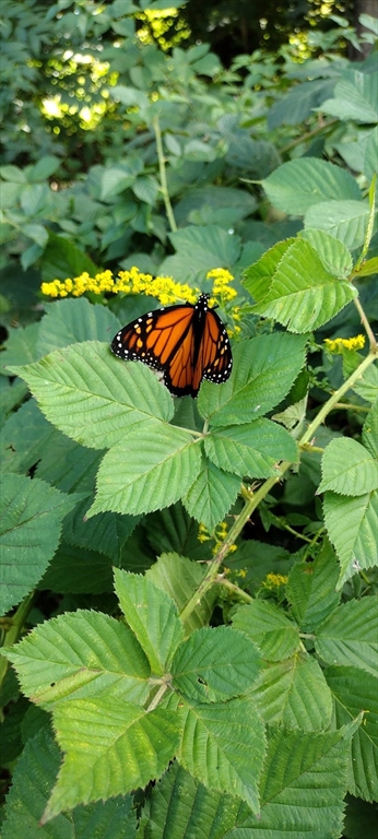 169 Main Street Acton, MA 01720 - Photo 38 of 39 a backyard of a tree