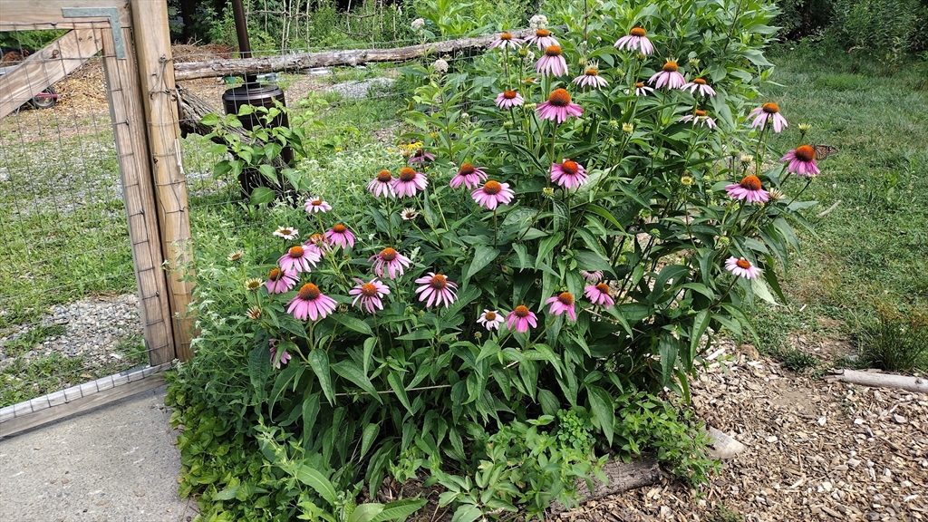 169 Main Street Acton, MA 01720 - Photo 39 of 39 a view of a flower in a garden