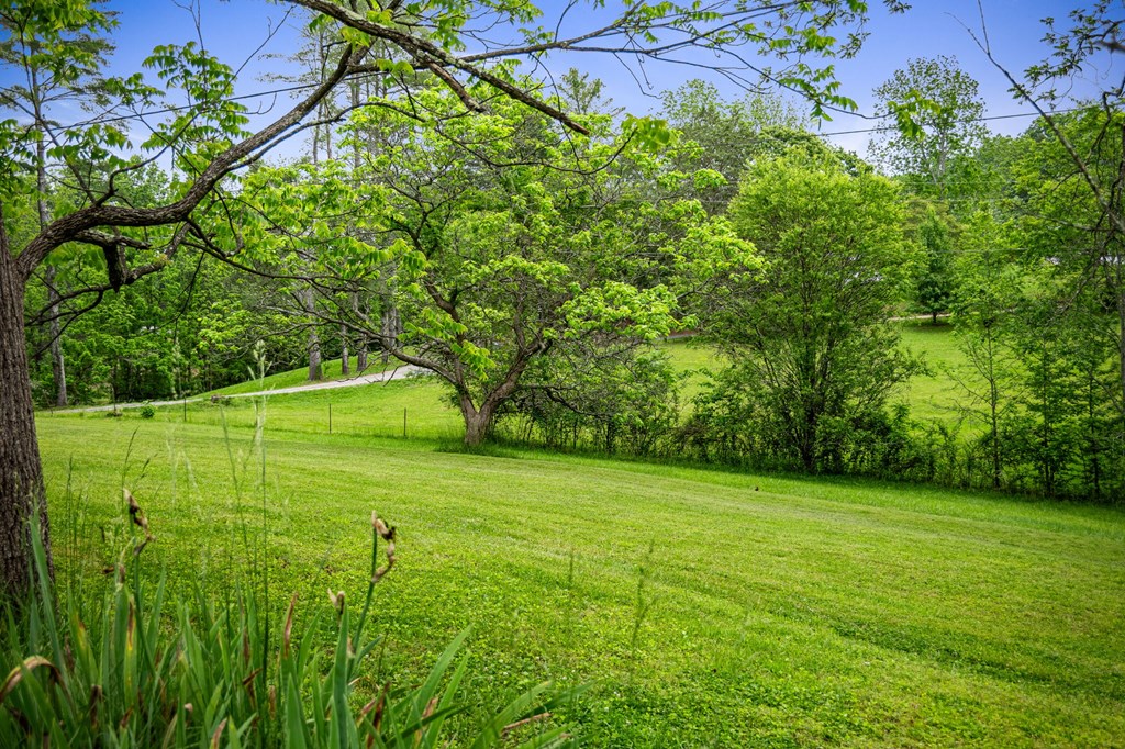 16 Hollow Springs Road Blue Ridge, GA 30513 - Photo 9 of 62 a view of a field with a tree