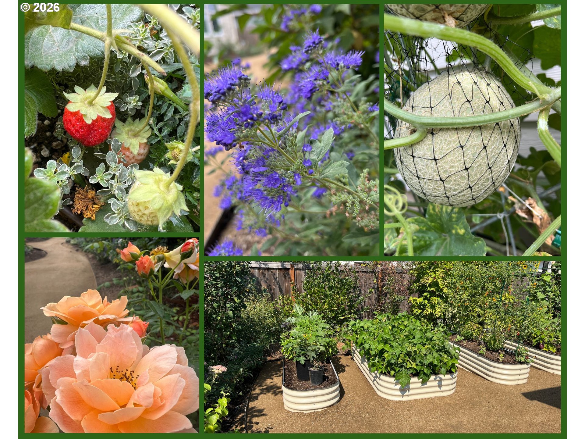 807 Ike Mooney Road Northeast Silverton, OR 97381 - Photo 33 of 34 a view of a lot of flowers