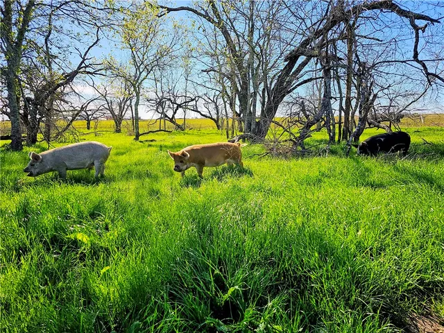 a view of a green field with lots of bushes