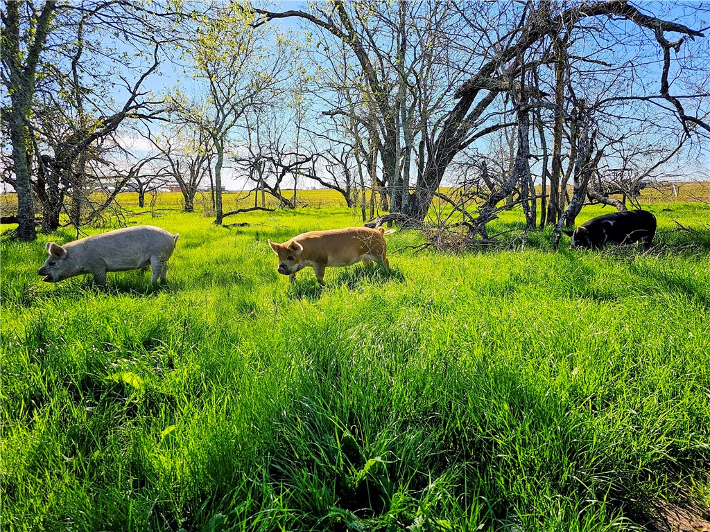 2970 County Road 270 Cameron, TX 76520 - Photo 45 of 50
