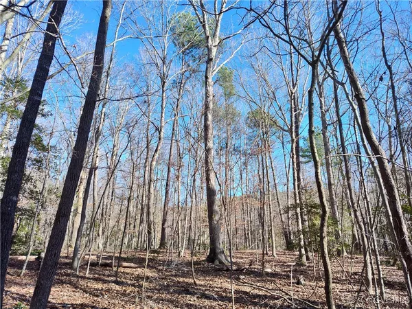 a view of a yard with trees