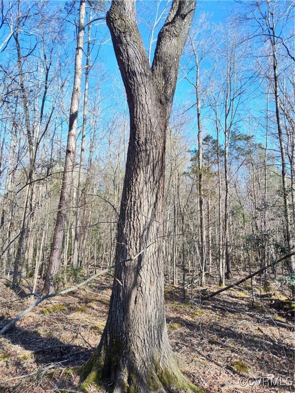 Lot 9 Colemans Lake Road Ford, VA 23850 - Photo 37 of 50