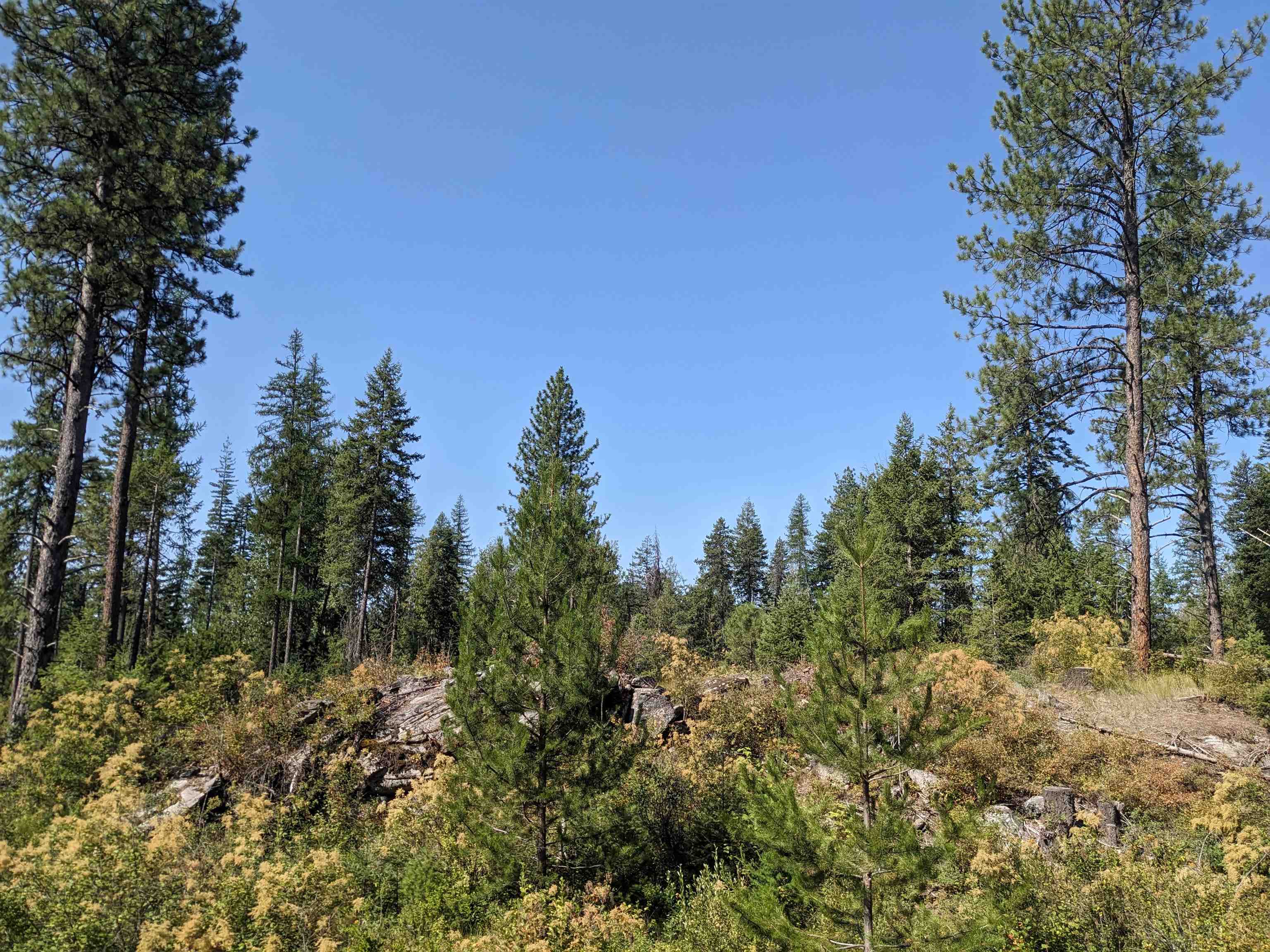 2 Veit Road Newport, WA 99156 - Photo 10 of 17