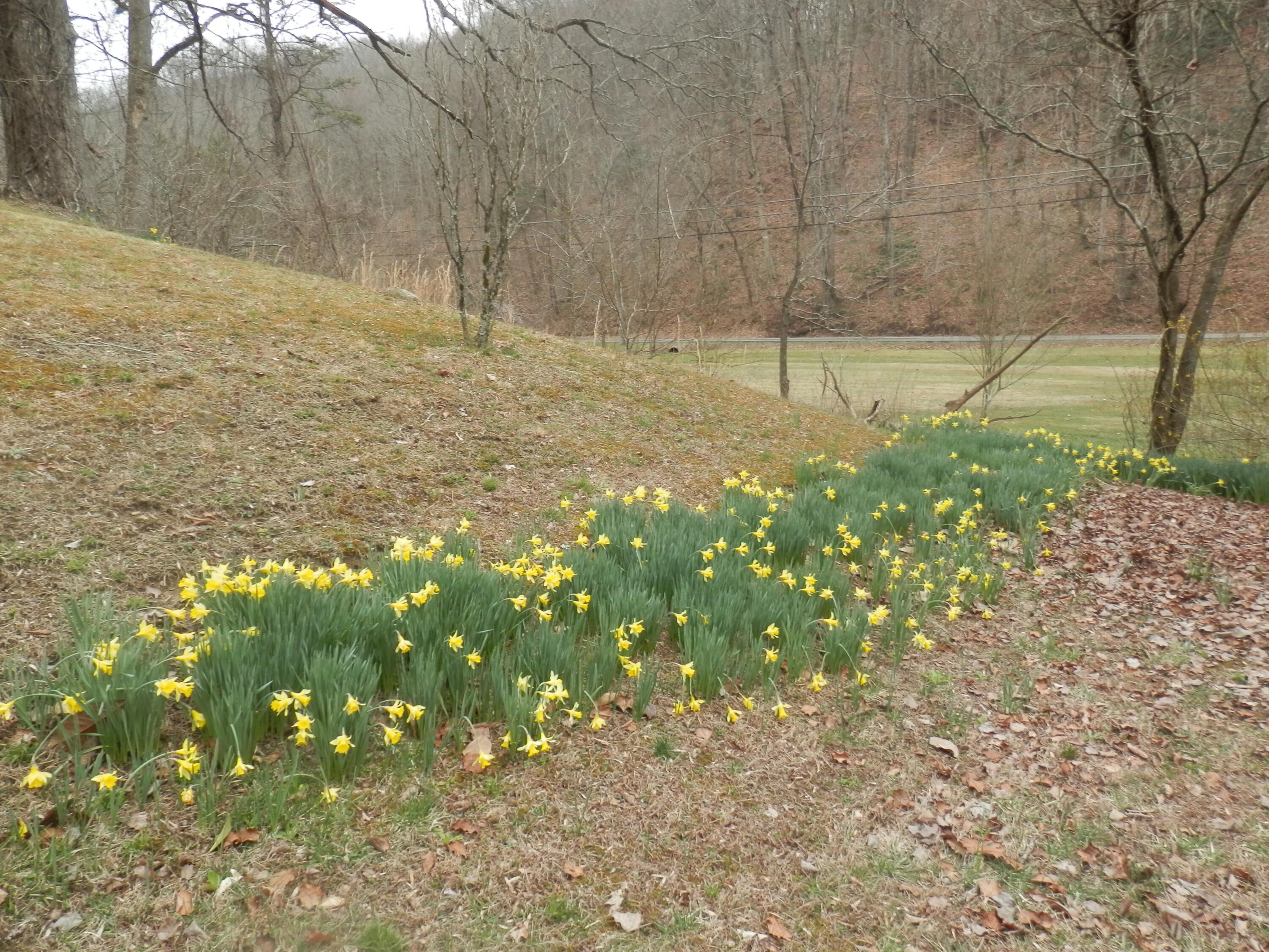 2078 Left Poor Valley Road Pennington Gap, VA 24277 - Photo 11 of 57 P3180774