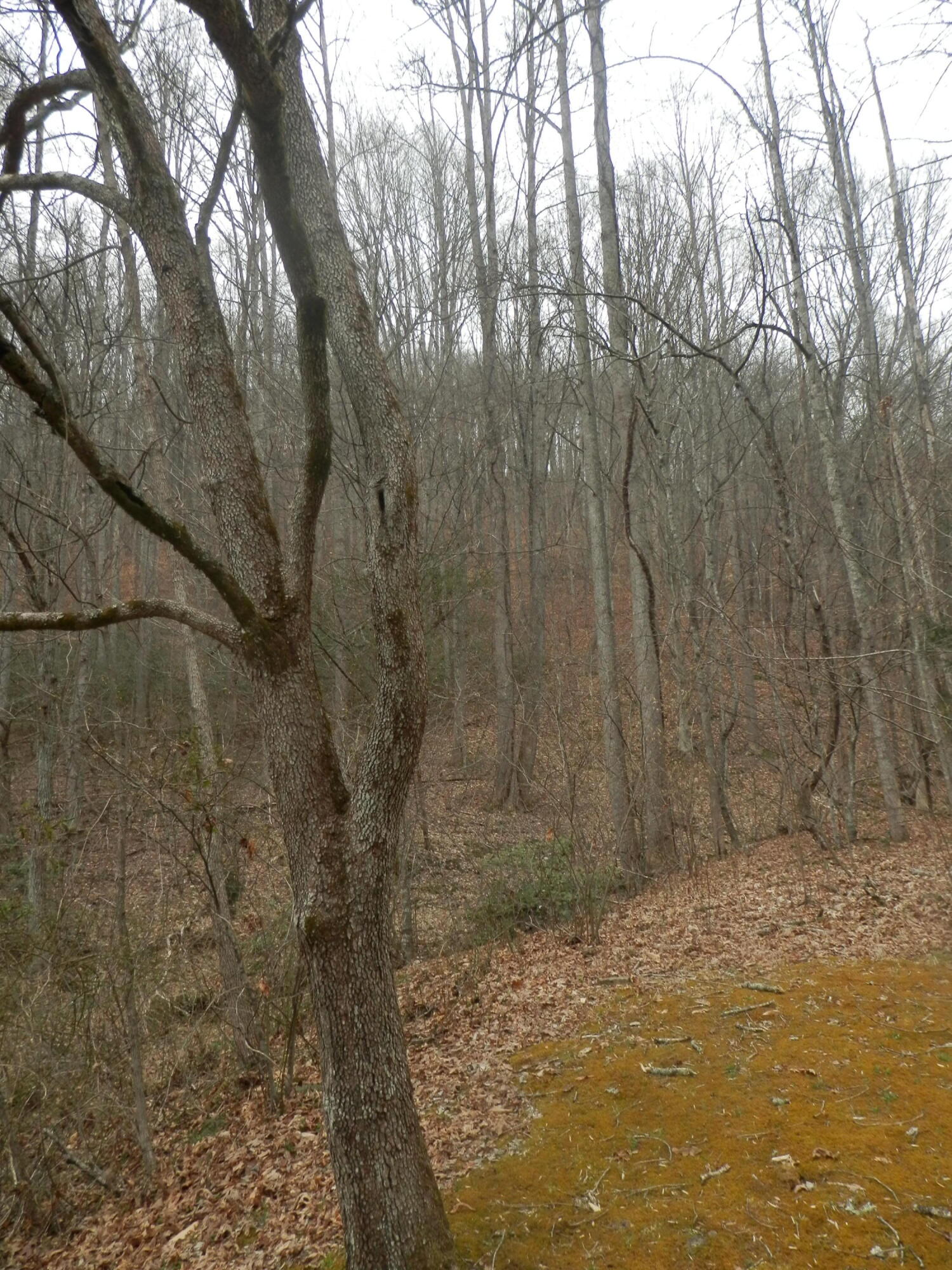 2078 Left Poor Valley Road Pennington Gap, VA 24277 - Photo 42 of 57 P3180767