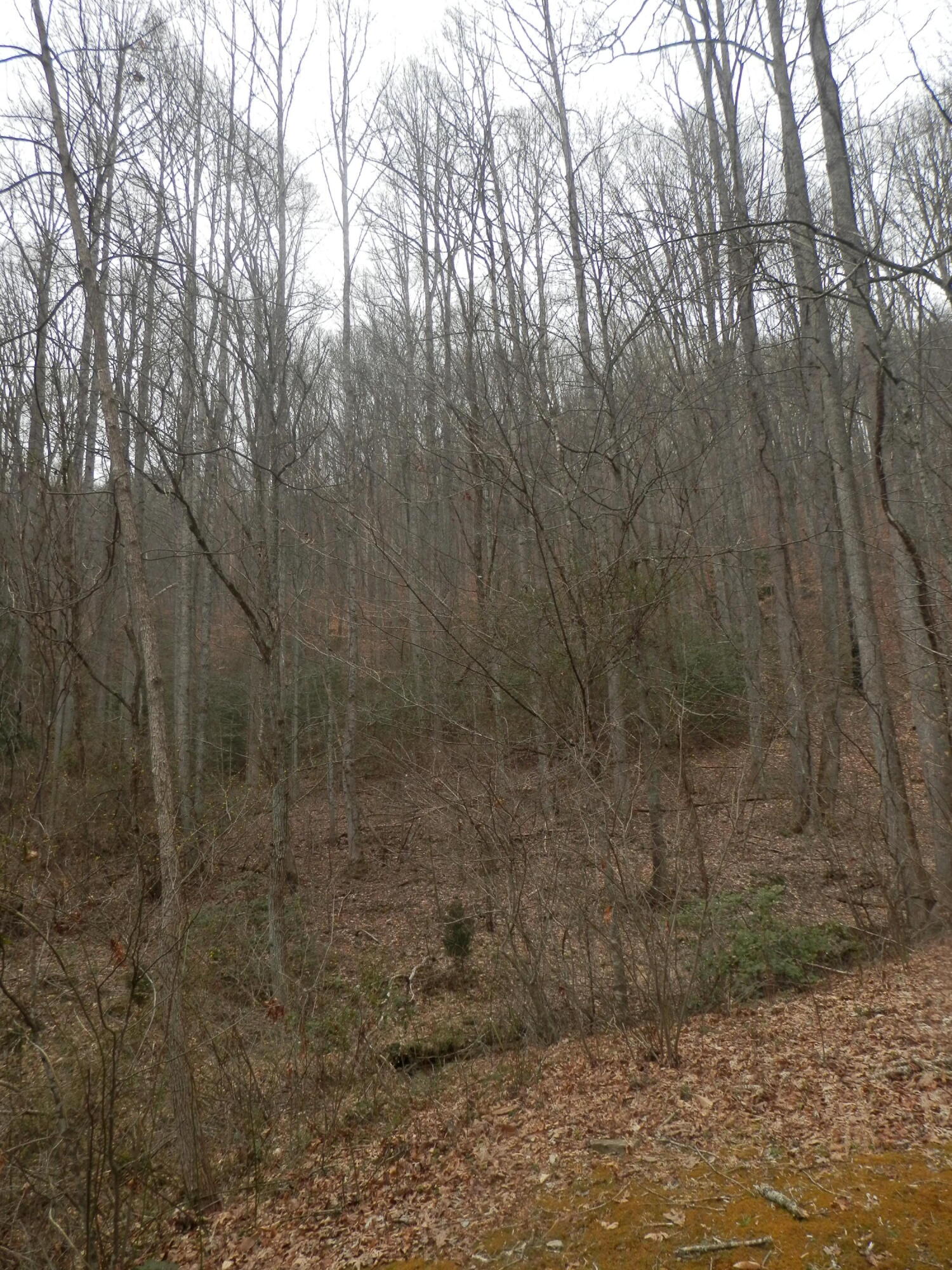 2078 Left Poor Valley Road Pennington Gap, VA 24277 - Photo 43 of 57 P3180768