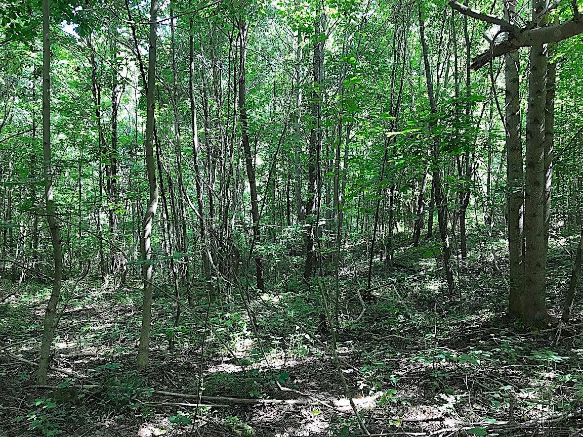 0 Jefferson Furnace Road Oak Hill, OH 45656 - Photo 11 of 36