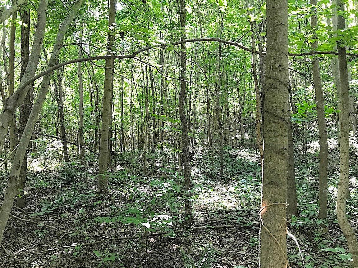 0 Jefferson Furnace Road Oak Hill, OH 45656 - Photo 12 of 36