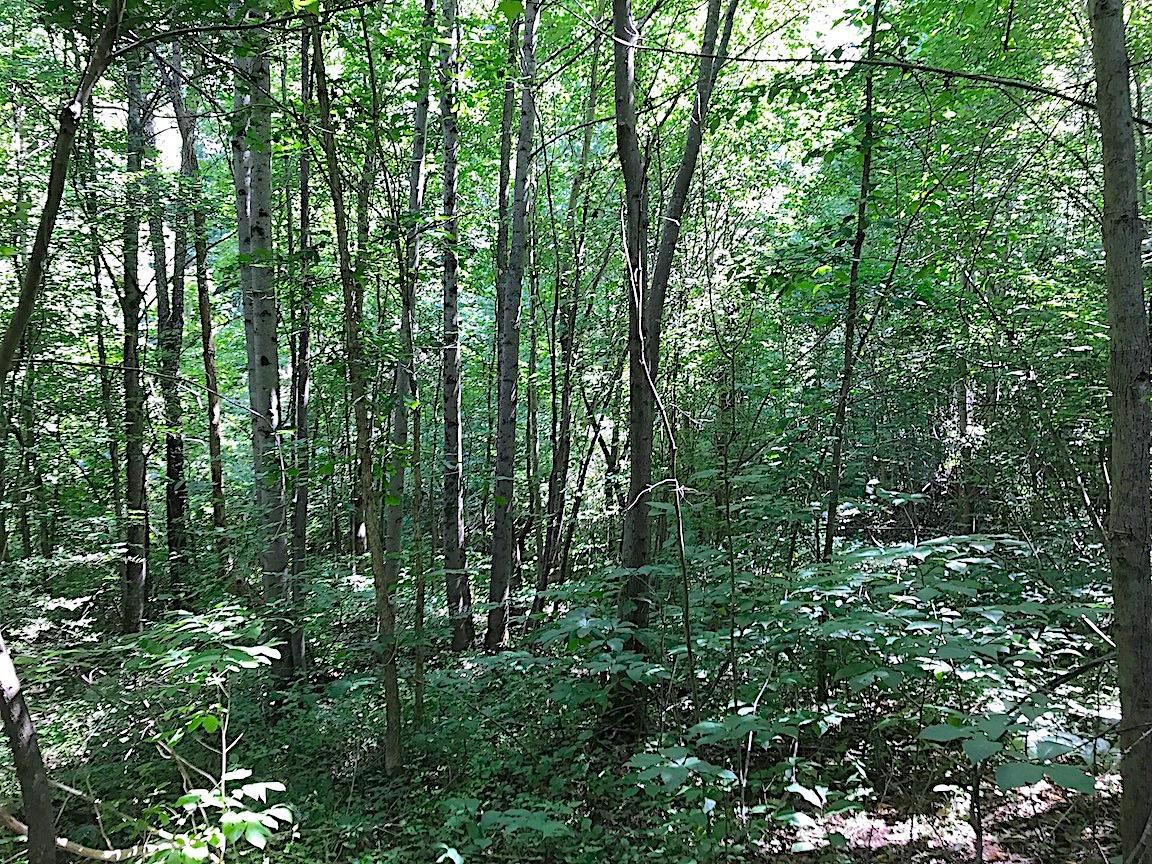 0 Jefferson Furnace Road Oak Hill, OH 45656 - Photo 13 of 36