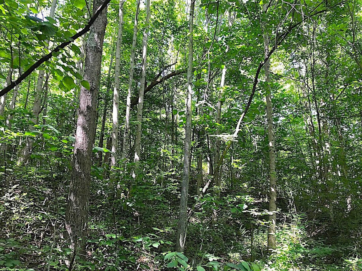0 Jefferson Furnace Road Oak Hill, OH 45656 - Photo 15 of 36