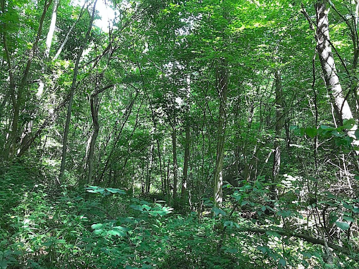 0 Jefferson Furnace Road Oak Hill, OH 45656 - Photo 16 of 36