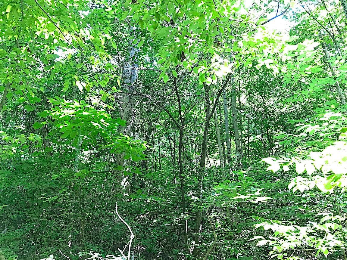 0 Jefferson Furnace Road Oak Hill, OH 45656 - Photo 18 of 36