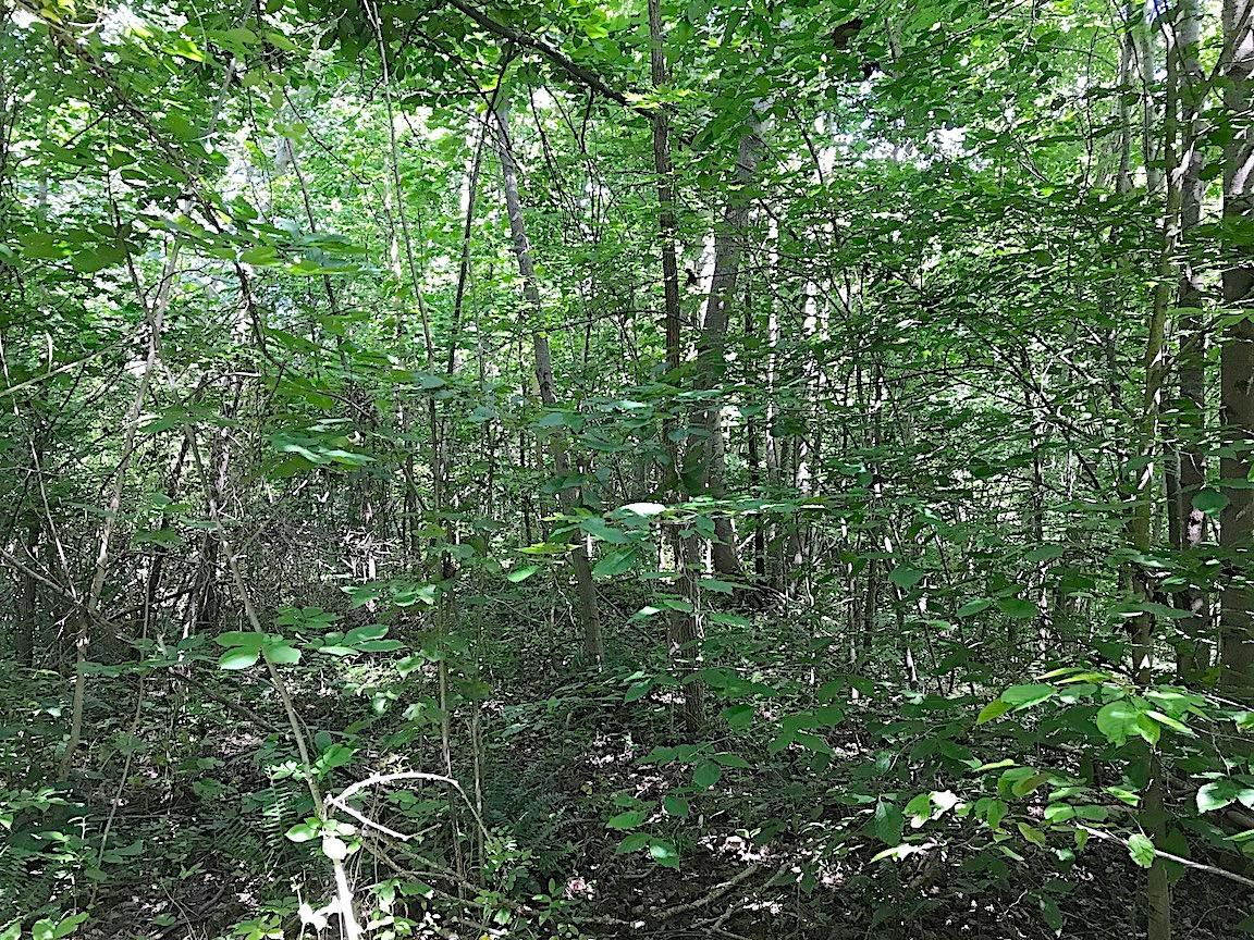 0 Jefferson Furnace Road Oak Hill, OH 45656 - Photo 19 of 36