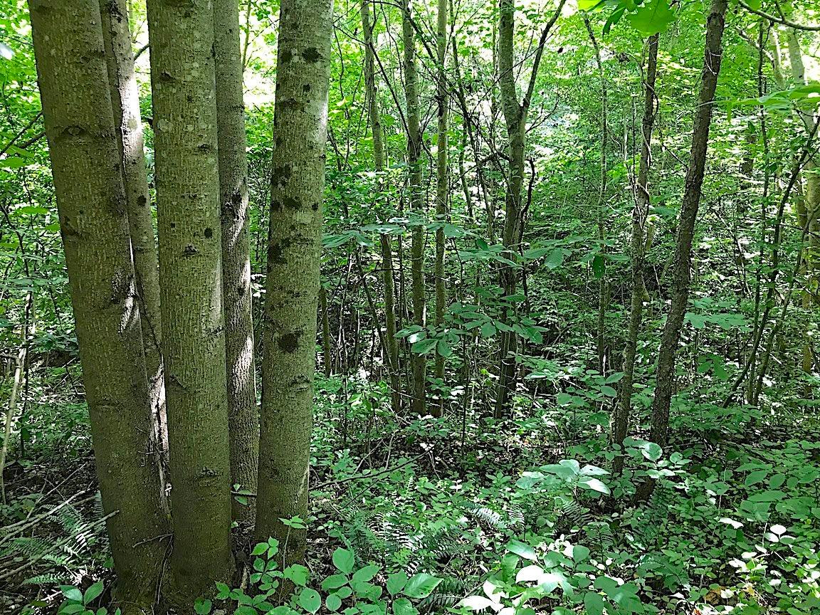 0 Jefferson Furnace Road Oak Hill, OH 45656 - Photo 20 of 36