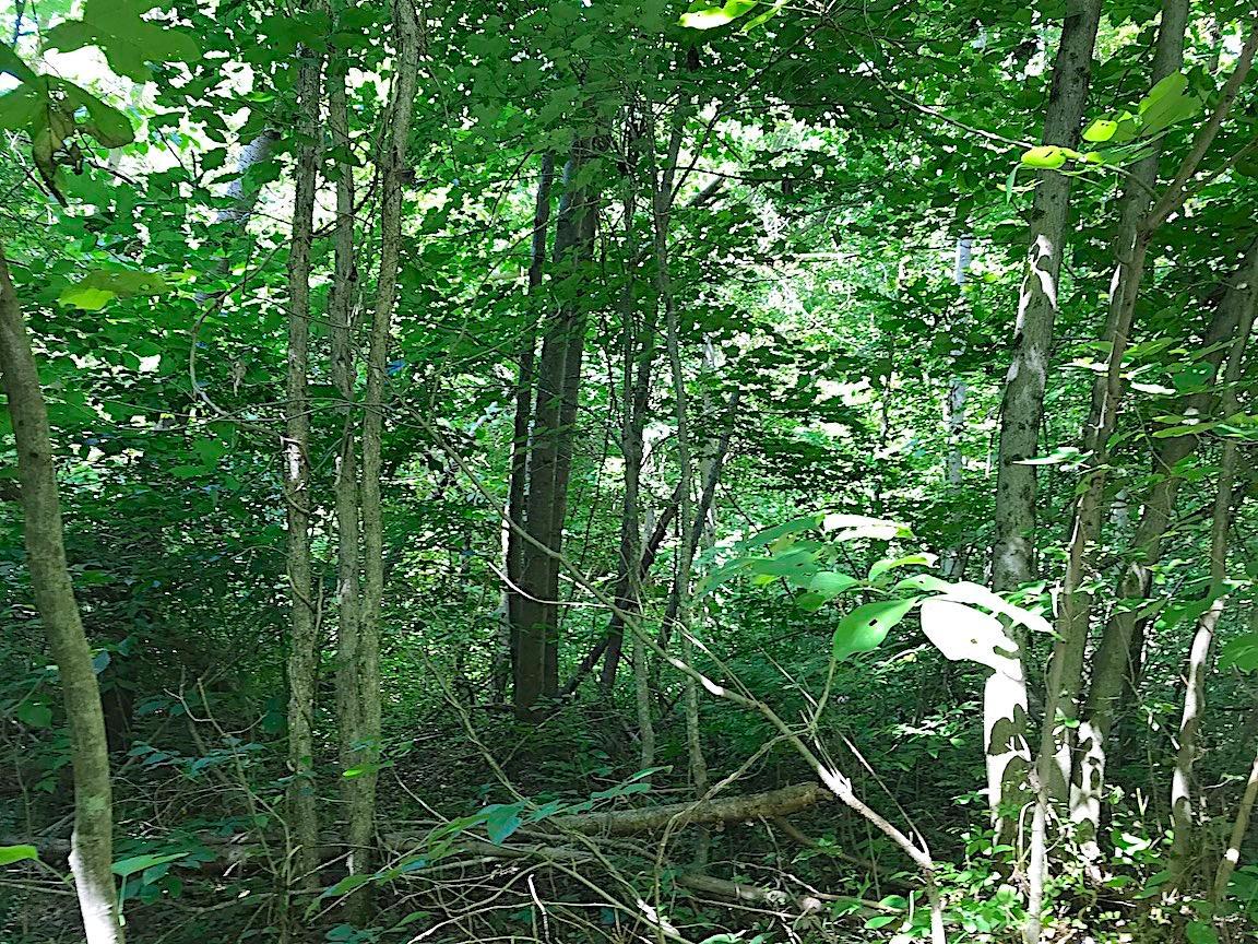 0 Jefferson Furnace Road Oak Hill, OH 45656 - Photo 21 of 36
