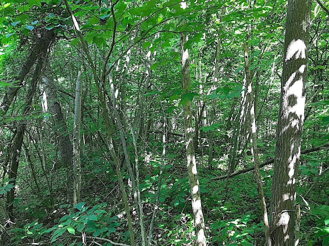0 Jefferson Furnace Road Oak Hill, OH 45656 - Photo 22 of 36