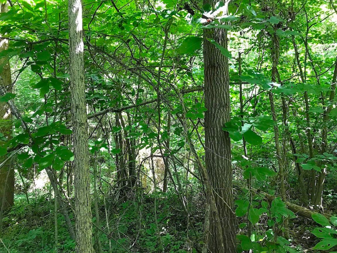 0 Jefferson Furnace Road Oak Hill, OH 45656 - Photo 23 of 36