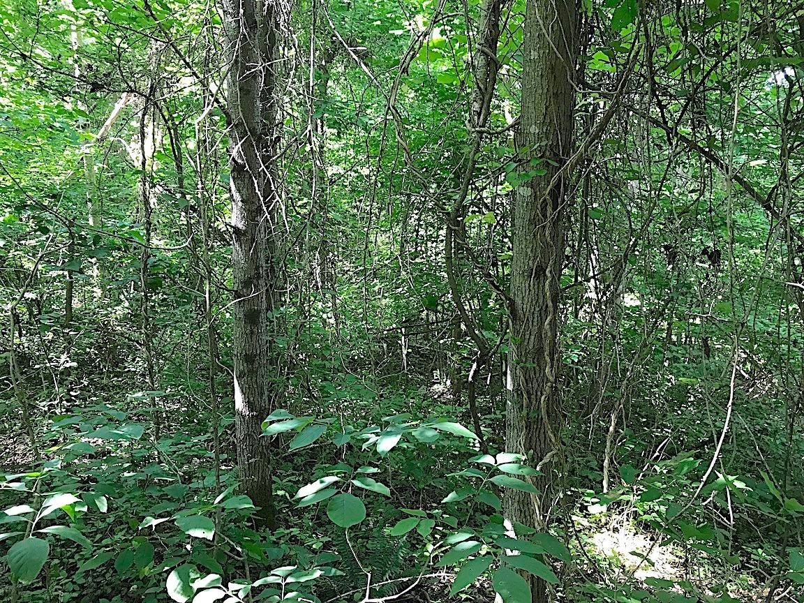 0 Jefferson Furnace Road Oak Hill, OH 45656 - Photo 24 of 36