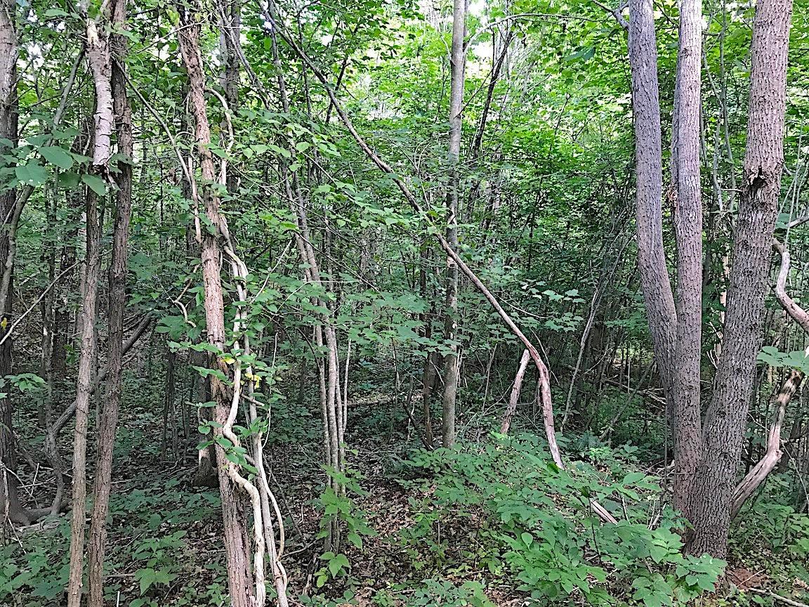0 Jefferson Furnace Road Oak Hill, OH 45656 - Photo 25 of 36