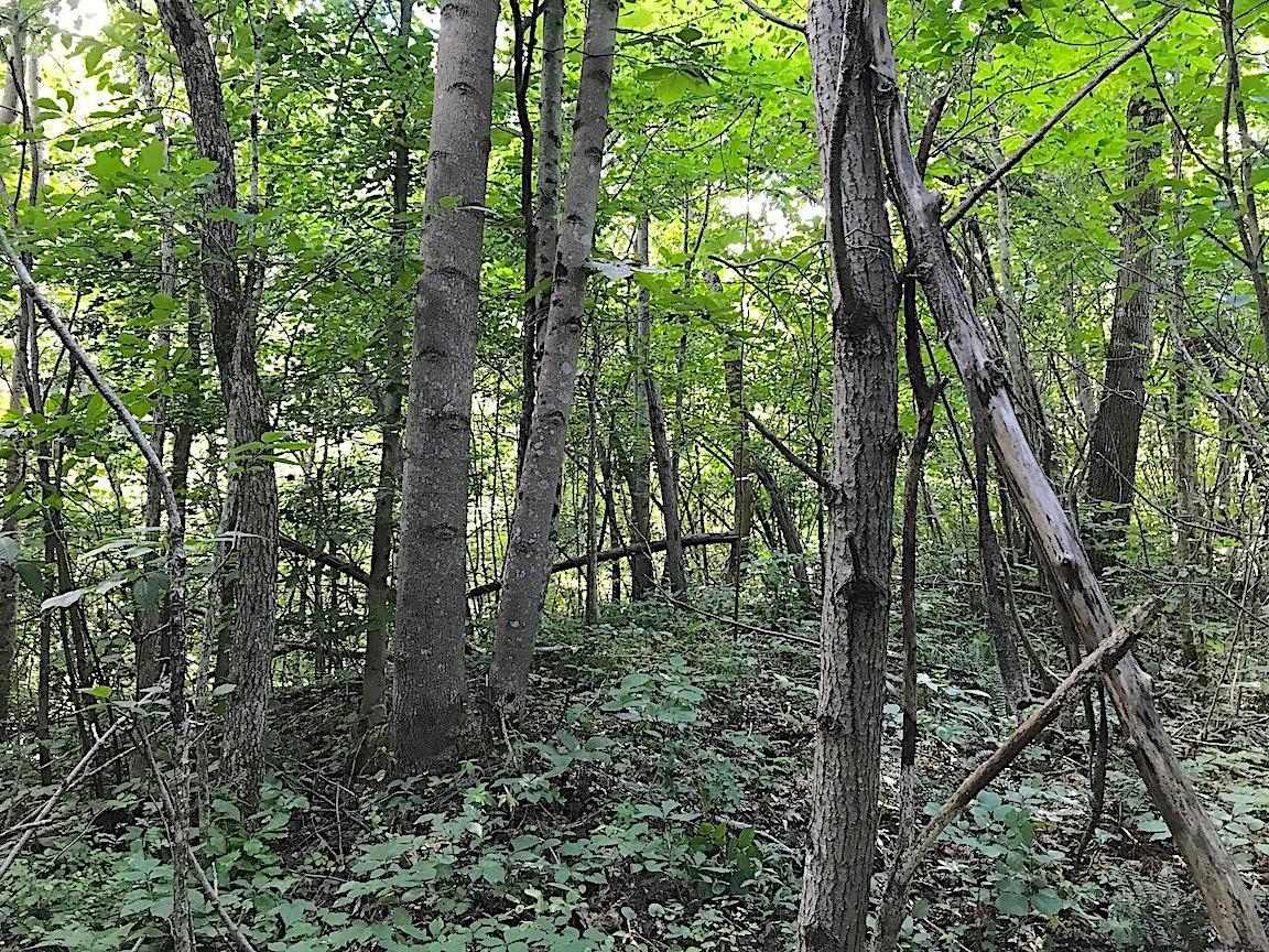0 Jefferson Furnace Road Oak Hill, OH 45656 - Photo 26 of 36