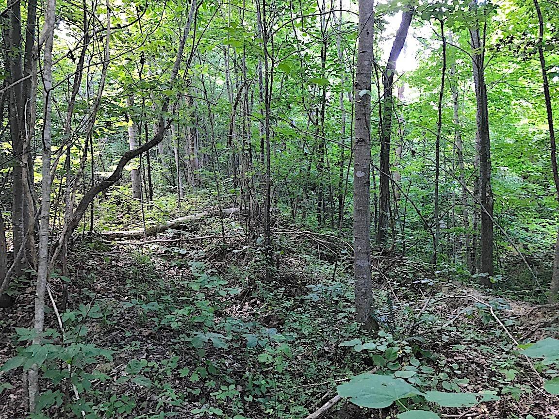 0 Jefferson Furnace Road Oak Hill, OH 45656 - Photo 28 of 36