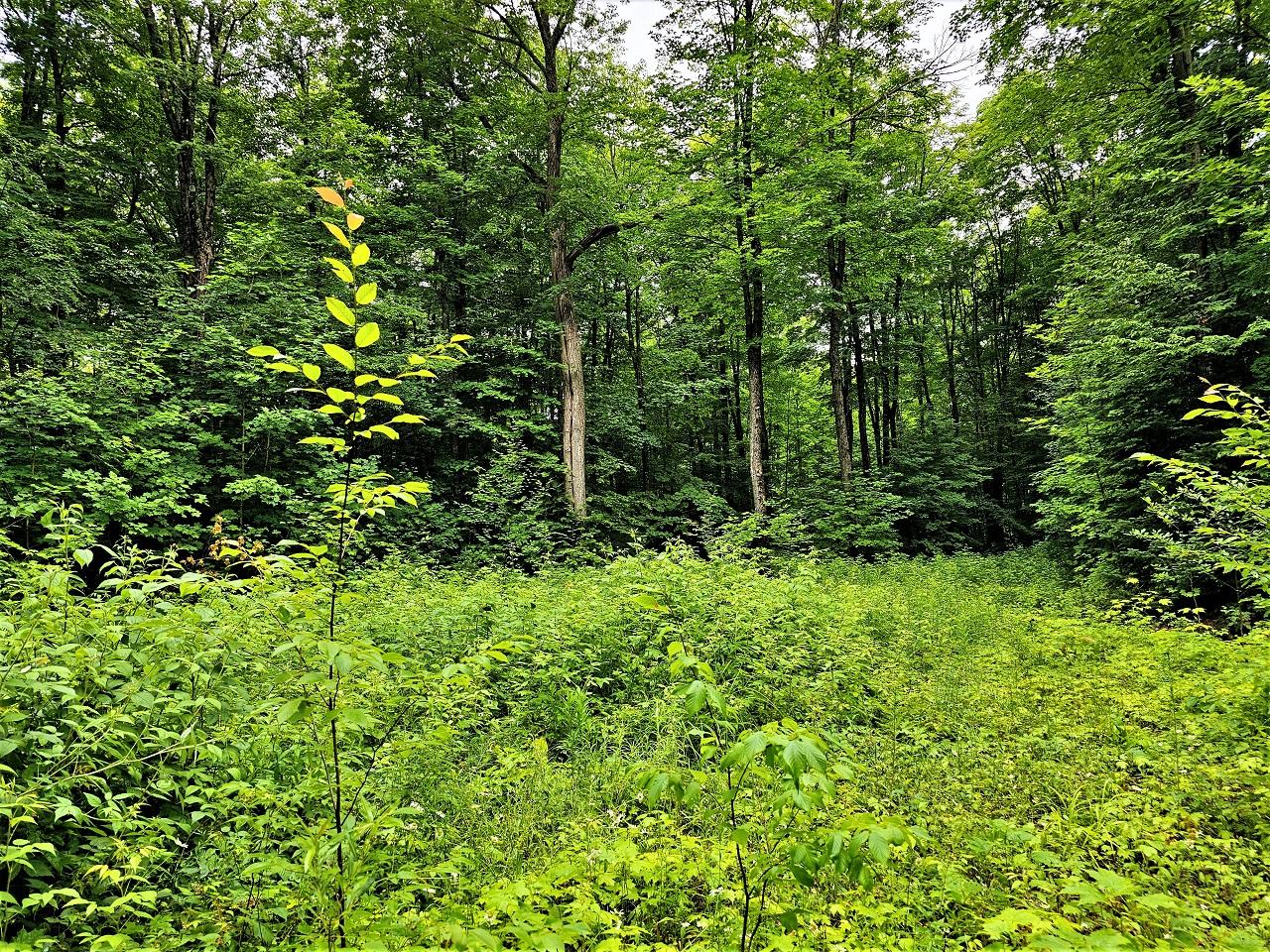 Lot 5 Lake Six Road Hurley, WI 54534 - Photo 4 of 13 Gallery Image 4