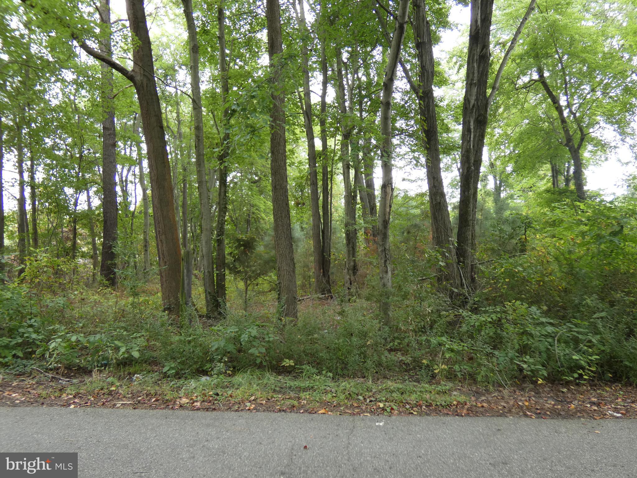 Sharp Street Rock Hall, MD 21661 - Photo 5 of 5 a view of forest